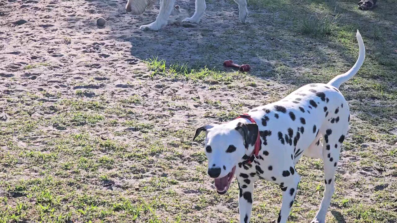 Luna: Just Running Around