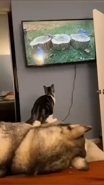 Don't Miss This! 😱🔥 | Rahul Singh Shorts