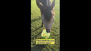 Horse thinks she’s a chicken