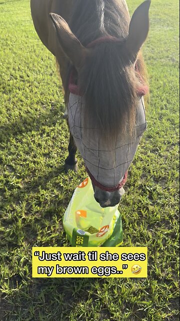 Horse thinks she’s a chicken