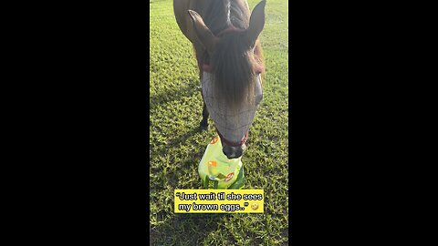 Horse thinks she’s a chicken