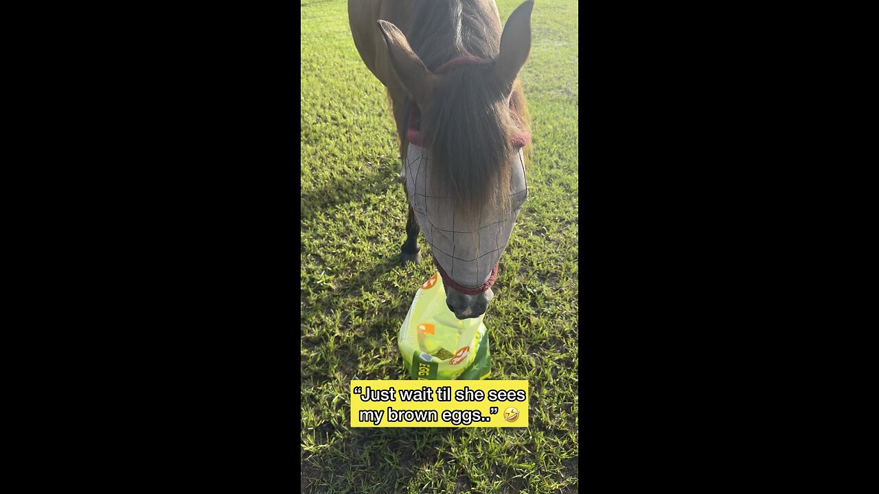Horse thinks she’s a chicken