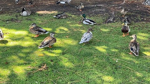 Mallard Ducks 🦆 and Canada Goose 🪿 September 5 2025