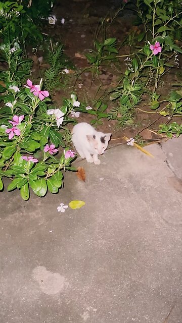 Cute Cat at Night 🌙 | Adorable Street Cat Video #Diana-videos