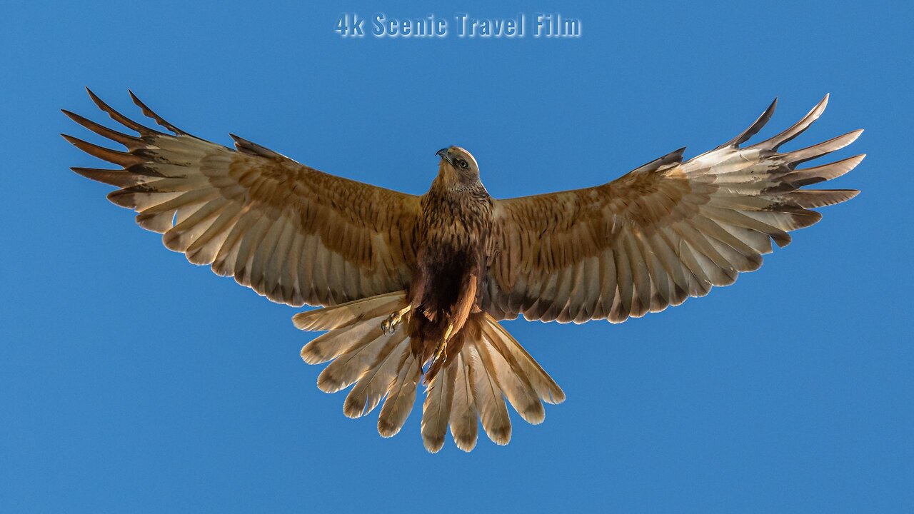 Birds of the World in a Scenic Wildlife Musical Film