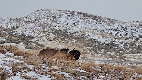 Bison Rolls In Dirt On Snowy Day