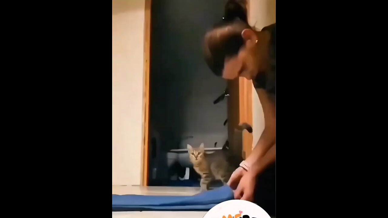 Adorable pet Cats
