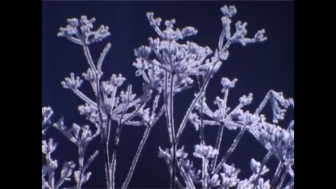 After The Harvest 1986