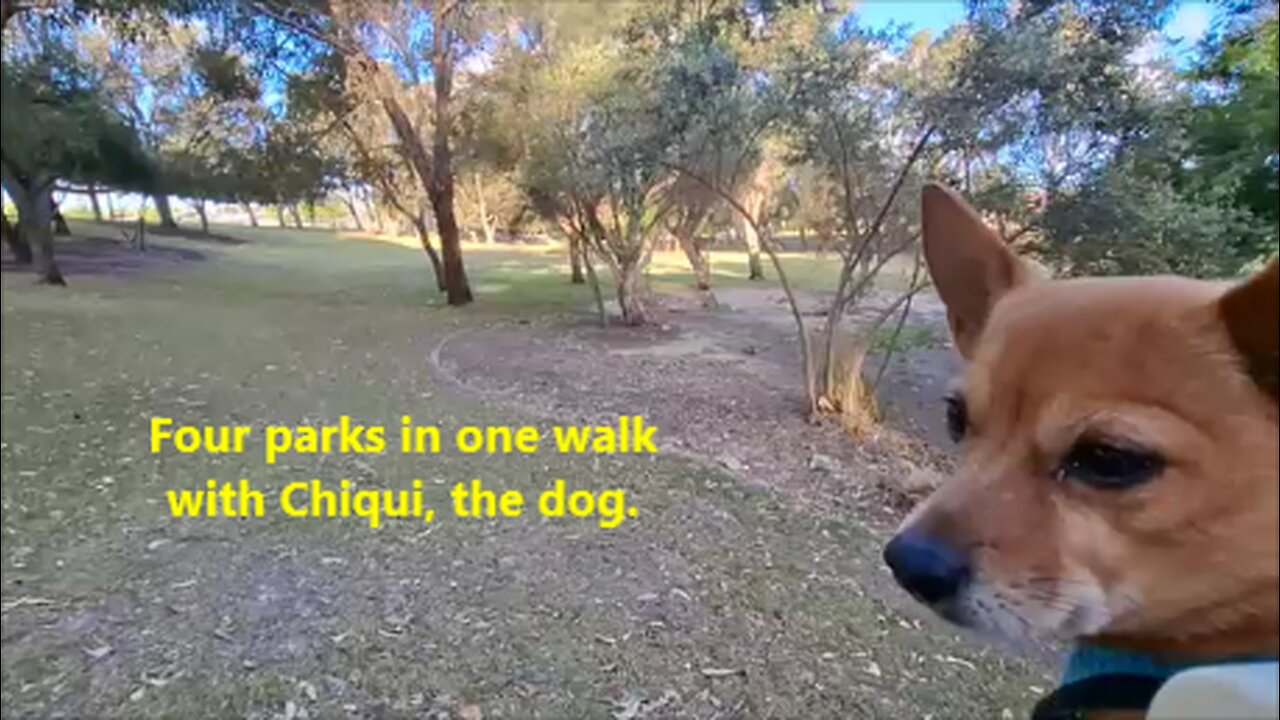 Four parks in one walk with Chiqui, the dog.