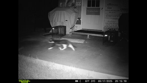 Kitten TNVR watch