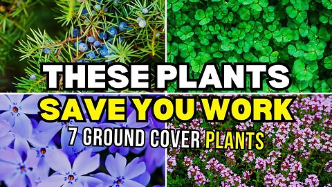 7 Stunning Evergreen Ground Covers for a Perfect Garden! G22
