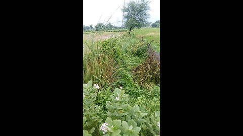 viral video