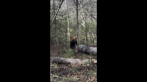 Removing choker from directional felling