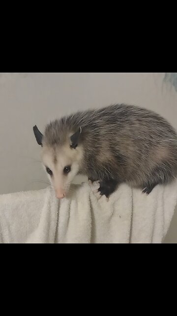 Fluffball the oPOSsum in the house