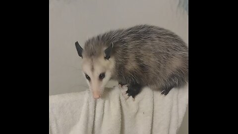 Fluffball the oPOSsum in the house