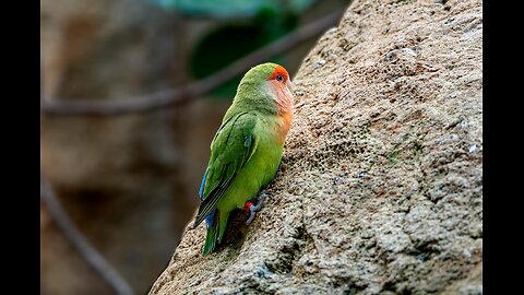 Relaxation with the Enchanting Chirps of Lovebirds