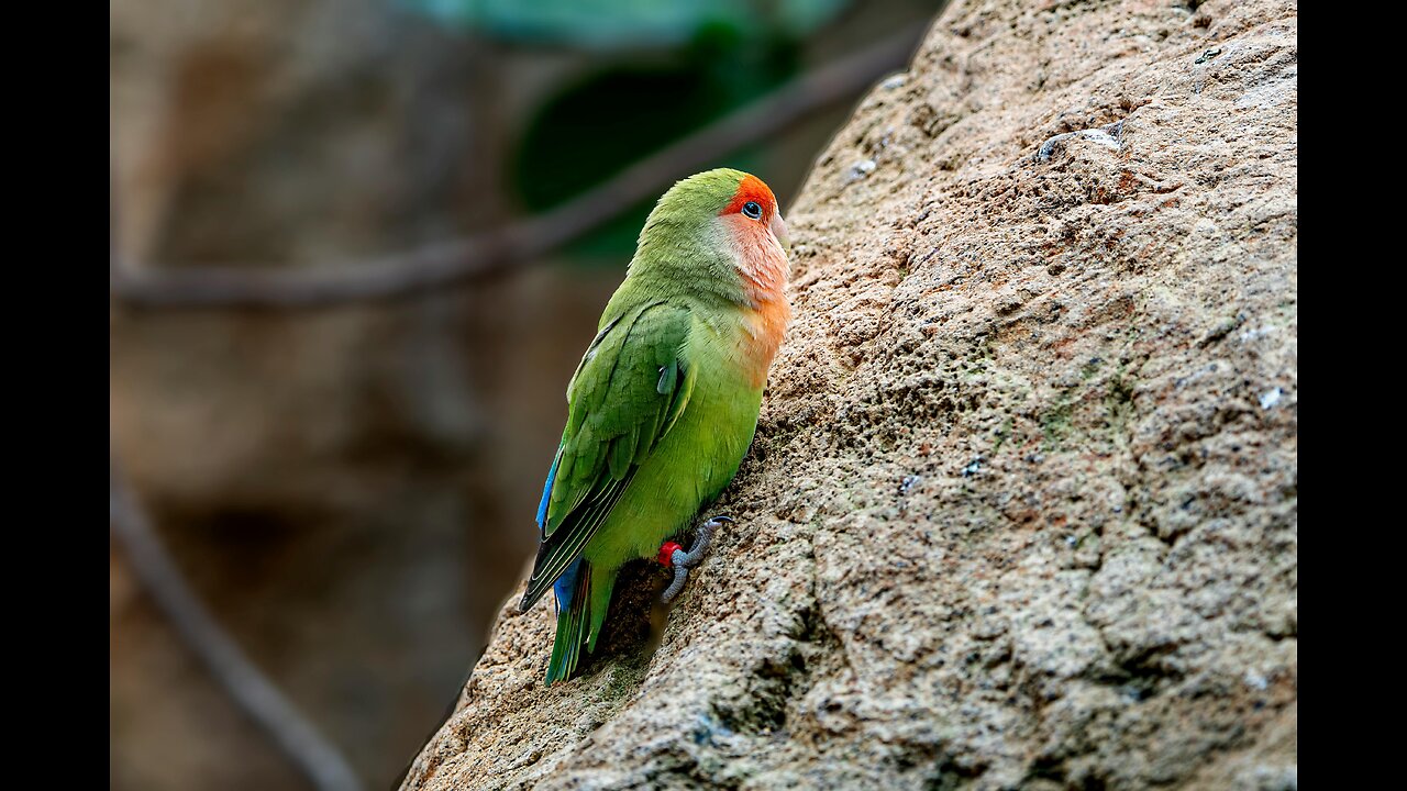 Relaxation with the Enchanting Chirps of Lovebirds