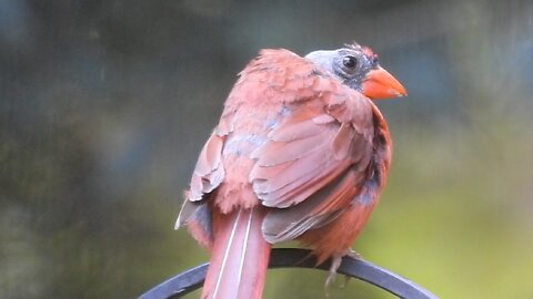 Molting Cardinals