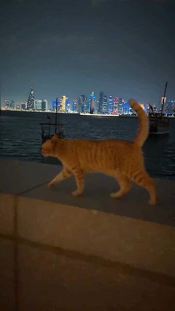 cute little cat🐈🐈😺 in Doha