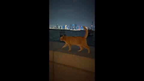cute little cat🐈🐈😺 in Doha