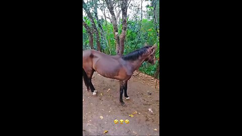 funny comedy video show