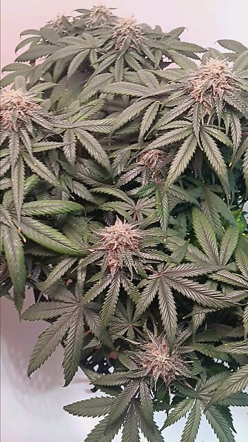 Mimosa Cake week 11 day 4