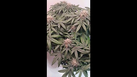Mimosa Cake week 11 day 4