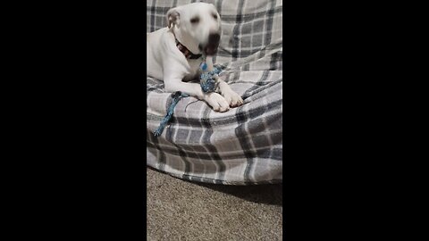 She loves her rope toy