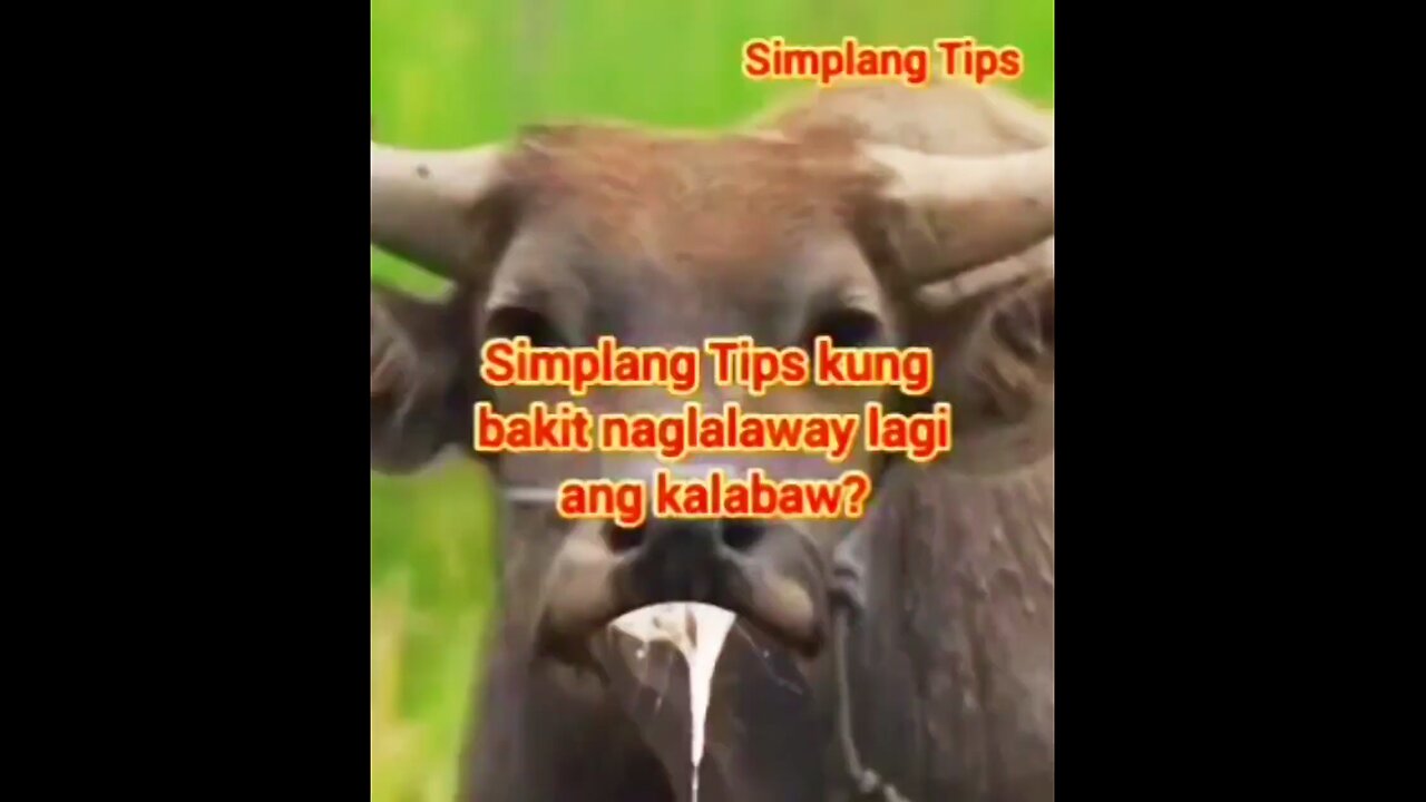 Simplang Trip 24: Here’s the tips why Carabao is always drooling.