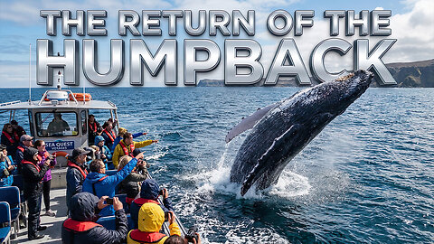 The Return Of The Humpback Whale