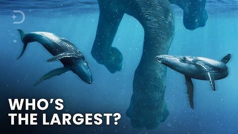 Largest Creatures To Ever Exist On Earth. Size Comparison (PART 1)