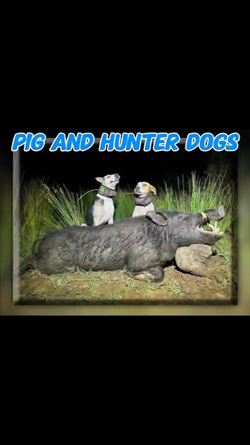 Hunter dogs take down wild pigs