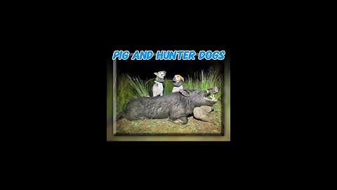 Hunter dogs take down wild pigs