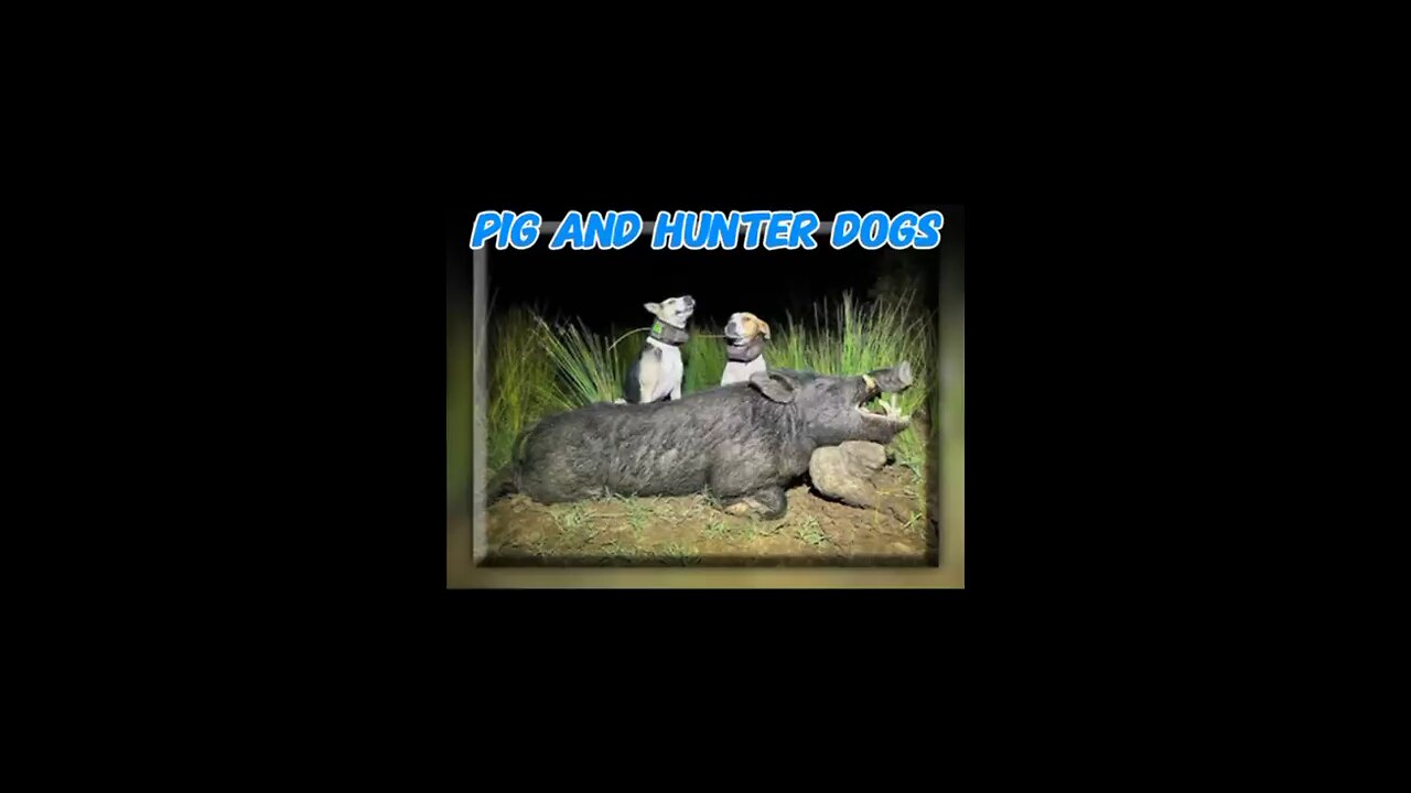 Hunter dogs take down wild pigs