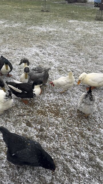 Time for they’re snack