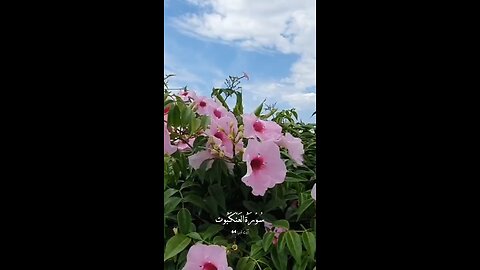 Quran peaceful quran recitation