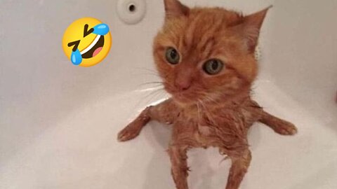 Laughing Paws: Your Daily Dose of Pet Comedy Therapy!😹🐶
