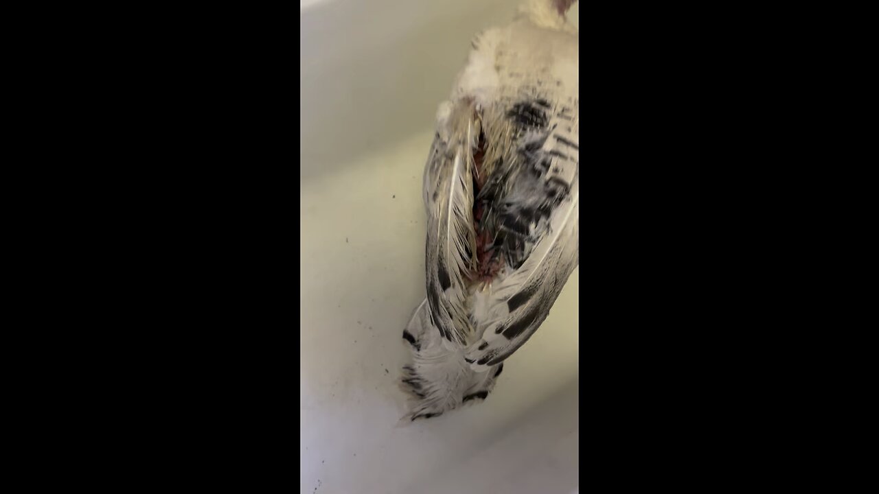 Turkey Triage! Geraldine Got Attacked by Something!