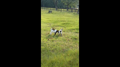 Boys playing in the pasture