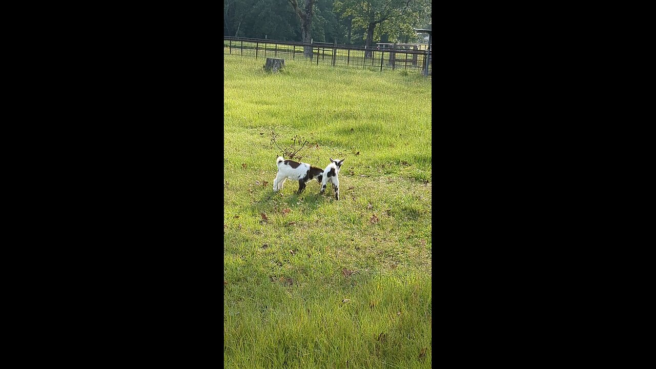 Boys playing in the pasture