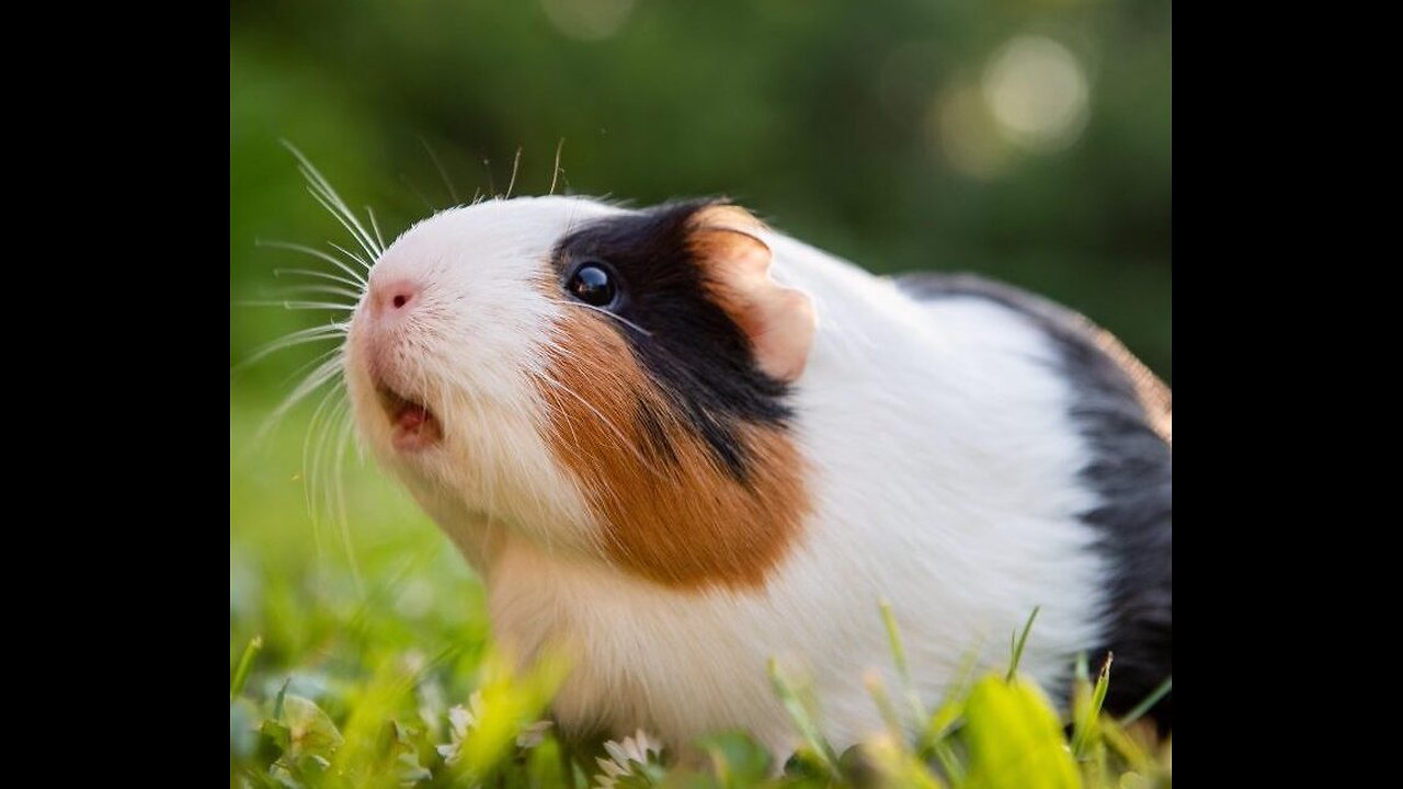 Guinea Pigs