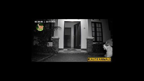 Live attack🫨Tiger attack on cat🐱 🐈 #cat#meow#