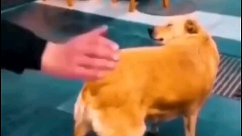 Funny Animals 2025 Cats and Dogs video Funniest #shorts