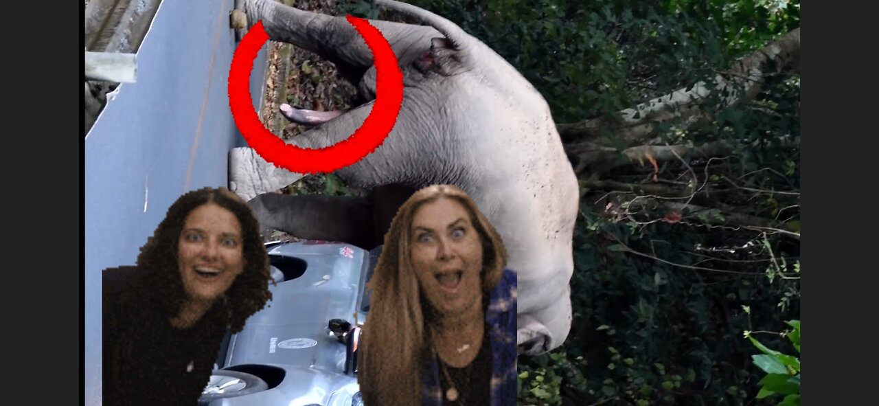 elephant 🐘