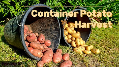 Harvesting Potatoes in Pots: Summer Garden Delight!