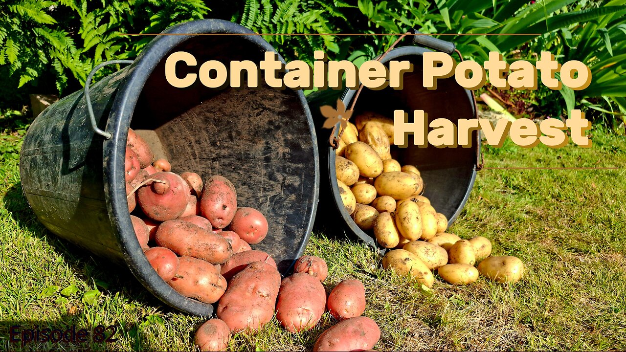 Harvesting Potatoes in Pots: Summer Garden Delight!