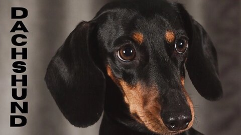 Super playful Mini dachshund dogs Funny videos