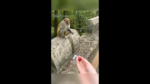 monkeys is China are different....