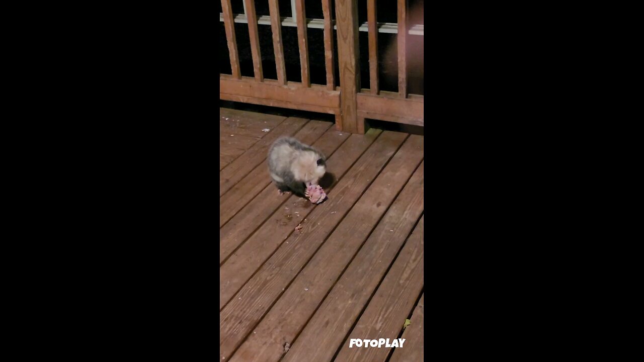 Hungry Oppossum 🤣🤣🤣