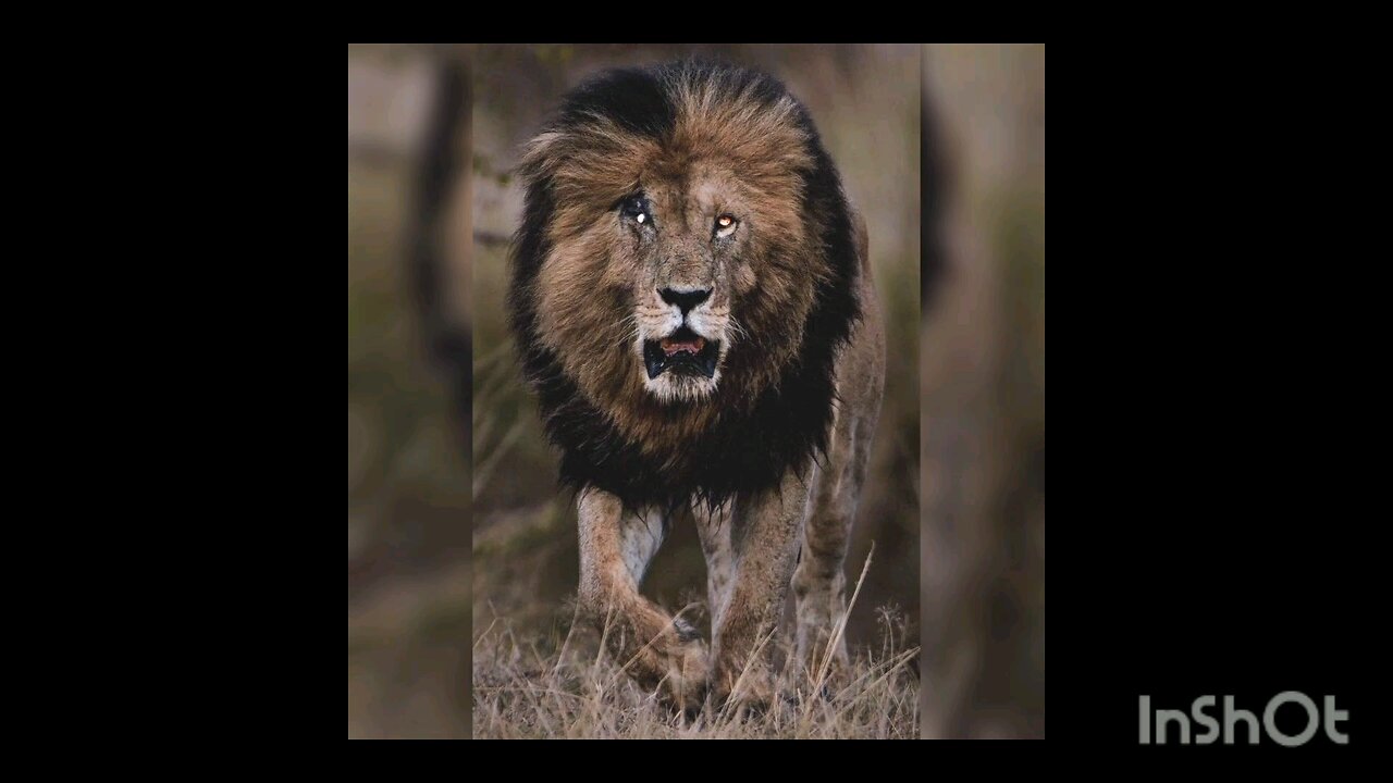 #scareface lion# motivation quote #be brave #